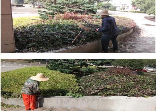 绿植修剪，美化环境
